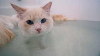 How to Get your Cat Used to Water 4 Step Tutorial  The Cat Butler [upl. by Ynnelg]