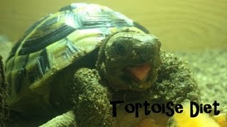 Mediterranean Tortoise Diet  Hermanns Horsfields Greek Egyptian and Marginated [upl. by Aissilem]