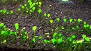 55G Marsilea Crenata Dwarf Four Leaf Clover  Update [upl. by Allys]