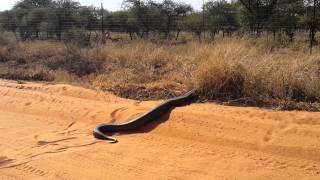 Huge Python seen in Lephalale [upl. by Alf367]