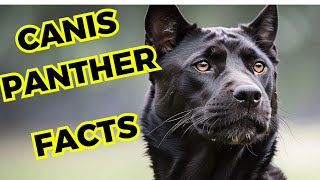 Canis Panther  Top 10 Interesting Facts [upl. by Eerol870]