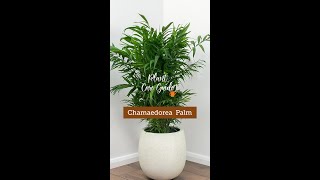 Plant Care Guide  Chamaedorea Palm Plant [upl. by Enerual293]