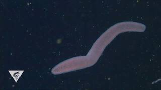 Pyrosomes are freefloating bioluminescent colonial tunicates [upl. by Ann-Marie]