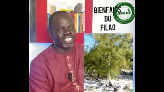 les bienfaits du filao par pr Ousmane ndiaye [upl. by Petulia]