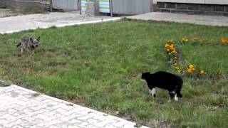 Cat Chases Dog [upl. by Isaak]