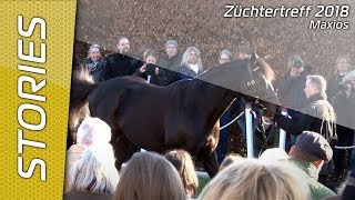 Züchtertreff 2018  Deckhengst Maxios [upl. by Jurkoic485]