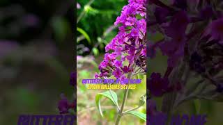 BUTTERFLY BUSH BUDDLEIA DAVIDII Edwin Williams sci res youtubeshorts edwinwilliams7767 [upl. by Nnaaras]