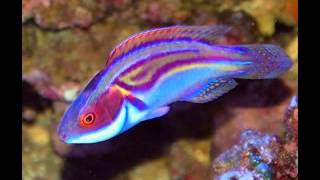 My Top 10 Wrasses [upl. by Yrtua679]