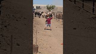 Hay bienen las vacas toro rodeo jaripeo mascotas ganaderos rancho bull rancho [upl. by Aniras]