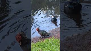 Speckled Muscovy Ducks Preen 3rd Duck Wades in Lake by Fountain Oviedo Florida [upl. by Lewis]