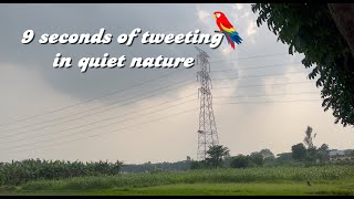 birds tweeting peacefully in a beautiful nature [upl. by Yrot578]