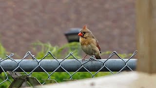 Northern Female Cardinal Chirping Calls  shorts [upl. by Woodley]