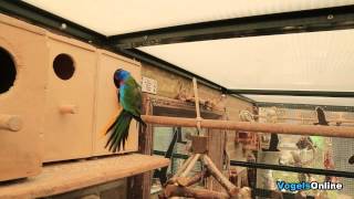 Splendid parkiet zoekt een broedkastje  Scarletchested Parrot Vogelsonline [upl. by Icyaj]