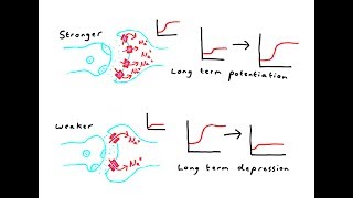 Synaptic plasticity [upl. by Rockie]