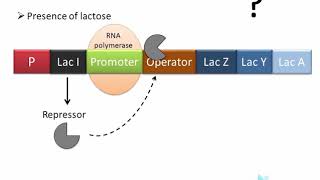 Lac Operon  regulation of gene expression in prokaryotes [upl. by Shenan431]