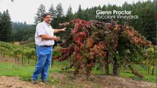 Behind the Wine A look at Dry Creek Valley [upl. by Grantley701]