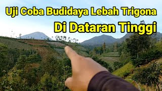 lebah madu uji coba budidaya lebah trigona di pegununganlebah bee kelulut honey [upl. by Rawna431]