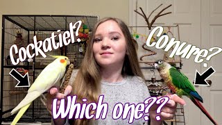 Cockatiel vs Conure Which Bird is Right for You [upl. by Caresa]