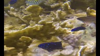 yellowtail jewel damselfish and sgt majors [upl. by Nolahp172]