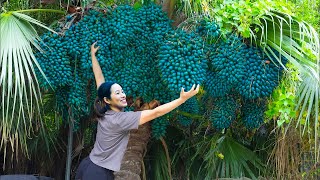 Harvesting Caryota Urens  Fishtail Palm Tree  Go to market to sell  Phương Daily Life [upl. by Trudy]