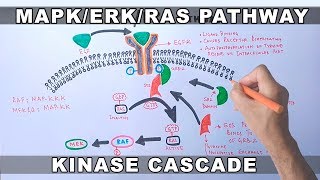 MAPKERK Signaling Pathway [upl. by Yregram]