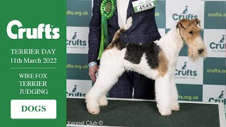 Crufts 2022 Wire Fox Terrier Judging  Dogs [upl. by Oirottiv]