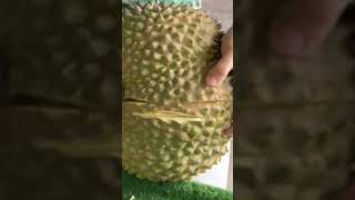 Durian Top Onefruit [upl. by Gridley]