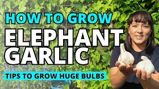 Elephant Garlic Guide To Planting amp Growing HUGE Garlic Bulbs garlic garden vegetablegarden [upl. by Burgener600]