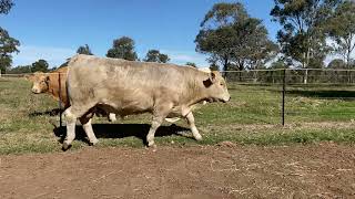 LOT 87 AGGROW ELITE BULL SALE 2024 [upl. by Idel]