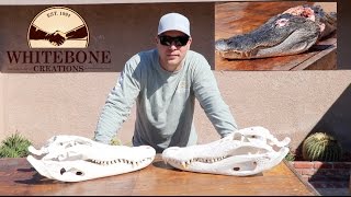 HOW TO CLEAN AN ALLIGATOR SKULL [upl. by Weide206]