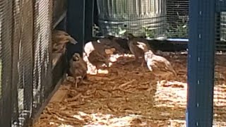 My Chukar Partridges Moved In With The Chickens [upl. by Schellens]