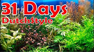 STEP BY STEP AQUASCAPING TUTORIAL  Aquascape DutchStyle [upl. by Harlamert695]