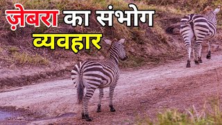 ज़ेबरा का संभोग व्यवहार  zebra mating रोचक जानकारी  Zebras Animal Mating Cycle In Hindi [upl. by Yeniffit]