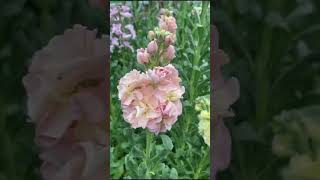 Beautiful Stock Flower  Matthiola Incana [upl. by Satsok]