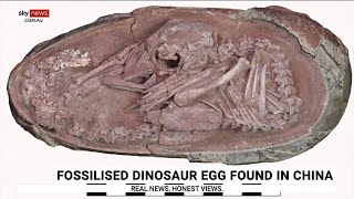 43 fossilized dinosaur eggs found [upl. by Thisbe]