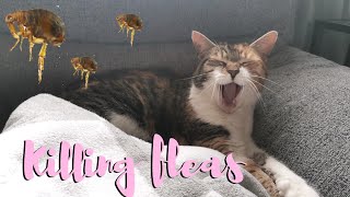 HOW TO TREAT FLEAS IN YOUR HOME AND ANIMAL [upl. by Meluhs]