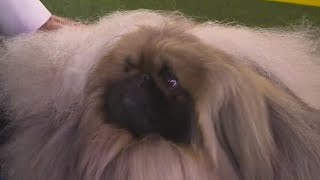 Wasabi the Pekingese named Best in Show at Westminster Kennel Club Dog Show  FOX 7 Austin [upl. by Yllac]