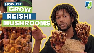 Grow Your Own Reishi Mushrooms at Home [upl. by Airehs939]