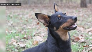 American Kennel Club introduces Lancashire Heeler as newest dog breed [upl. by Jaf]