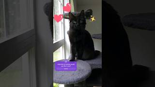 CAT videos  CUTE cats on the internet catshorts viral [upl. by Schweiker574]