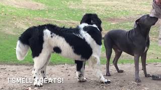 A Rare Pyrenean Mastiff Shows up to Play at Dog Park [upl. by Petey]