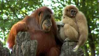 Orangutan Loves Gibbon Baby  Cincinnati Zoo [upl. by Ximenez]