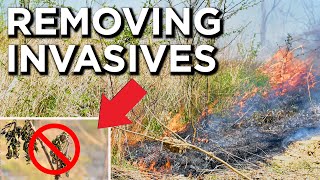 Timing Prescribed Fire To Control Invasives [upl. by Gee]