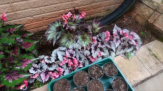 Rex Begonia Propagation Day [upl. by Akemahc87]