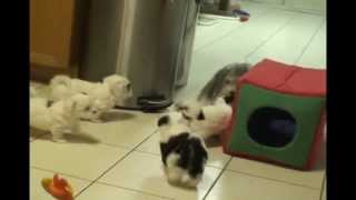 Havanese Puppy Socialization 101 [upl. by Alvan679]