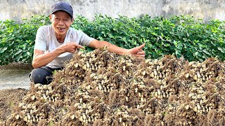 Minimal Soil Maximum Harvest Super Easy Peanut Growing with Just a Foam Box [upl. by Lorne]