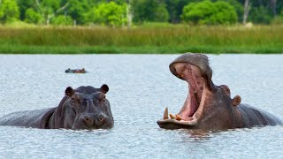 2 Ataques Terríveis de Hipopótamo No Lago Mais Perigoso da África [upl. by Yhtomit889]