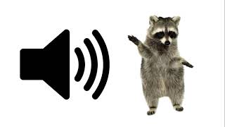 Baby Racoon  Sound Effect  ProSounds [upl. by Suedaht]