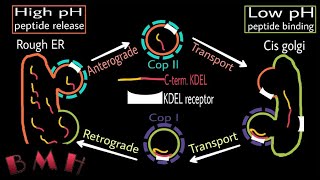 Protein Transport From ER To Golgi  Anterograde And Retrograde Transport  KDEL Sequence Part2 [upl. by Ynnad]