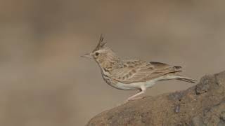 Crested Lark Galerida cristata somaliensis [upl. by Willdon]